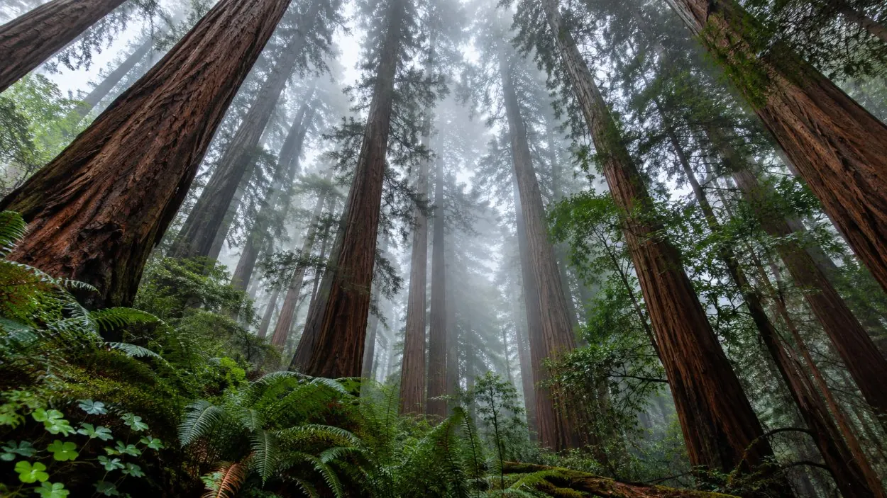 Fog drifting through the tops of coast redwoods