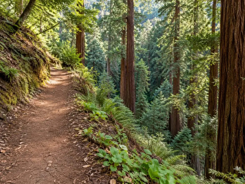 A climbing trail with a view down into the redwood canopy