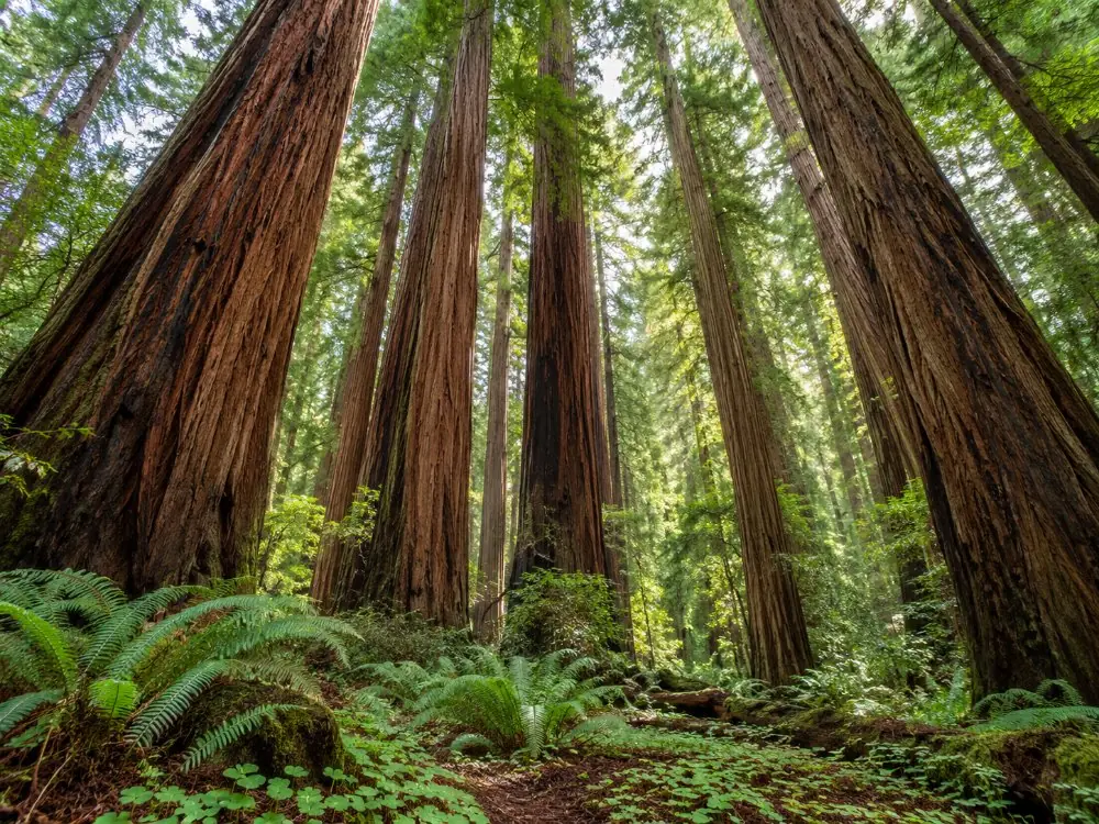 Tall redwood trunks rising in Cathedral Grove in soft light