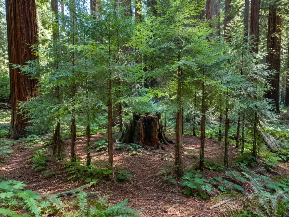 A ring of young redwoods grown around an old stump