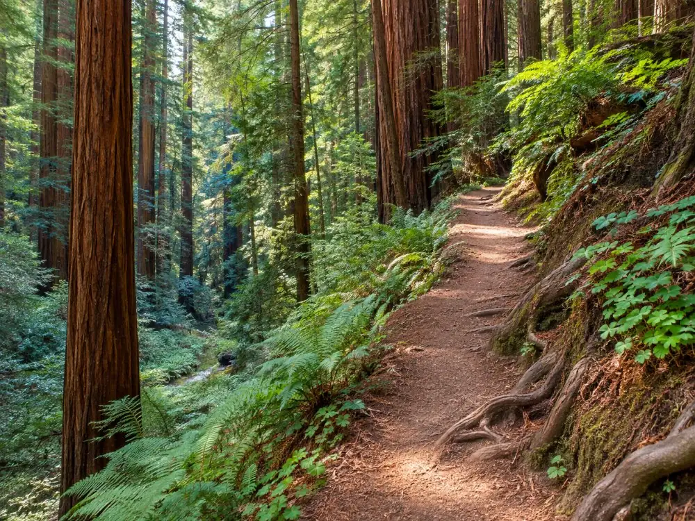 A narrow dirt path along the hillside above the valley floor