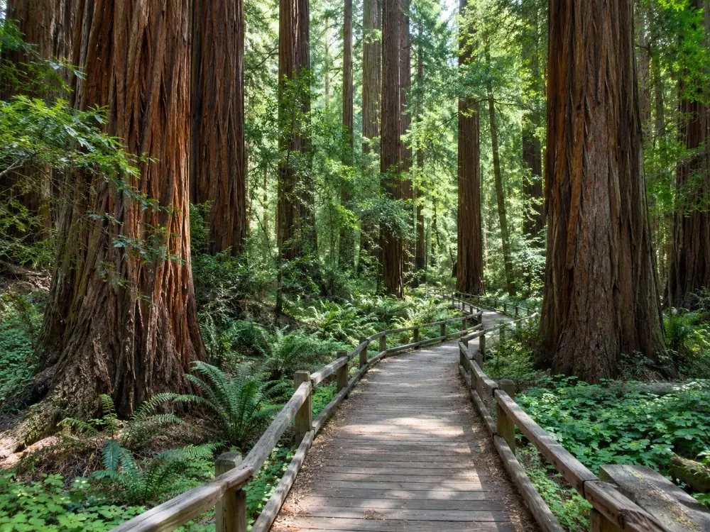 The boardwalk of the Main Trail between redwood trunks