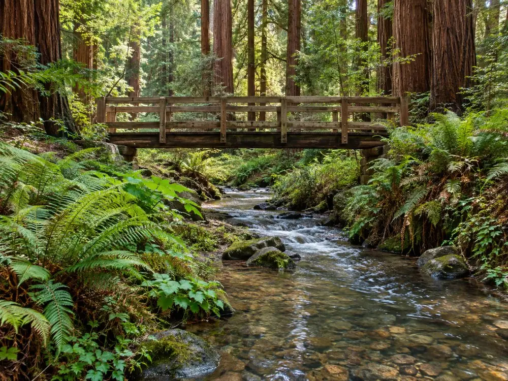 Redwood Creek under a wooden footbridge, with ferns on the banks